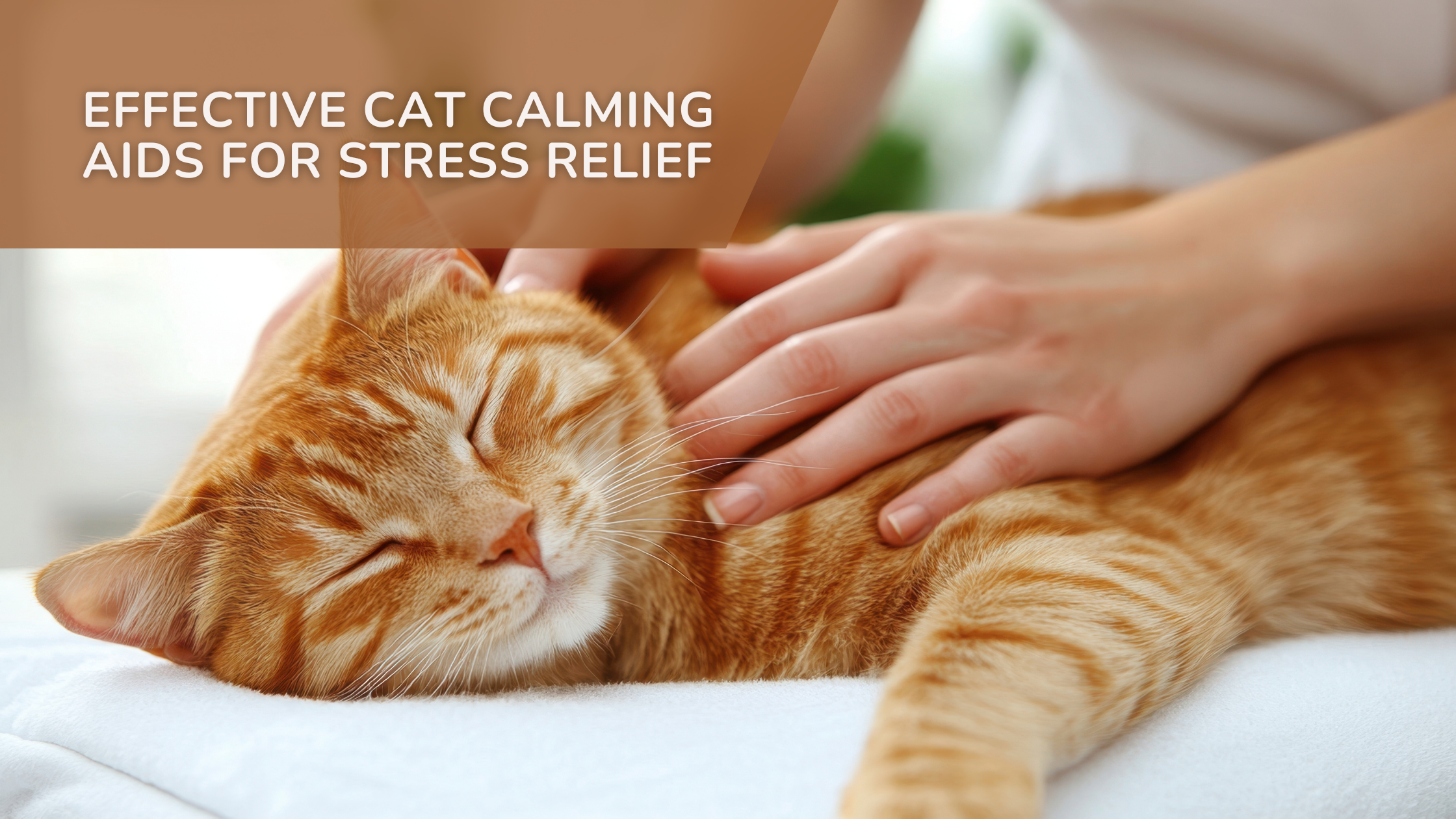 Top Cat Calming Aids for Anxiety Relief
