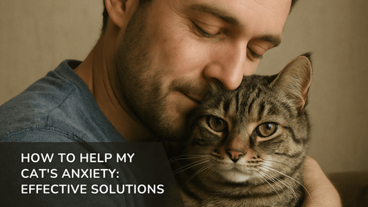 How to Help My Cat's Anxiety: Effective Solutions