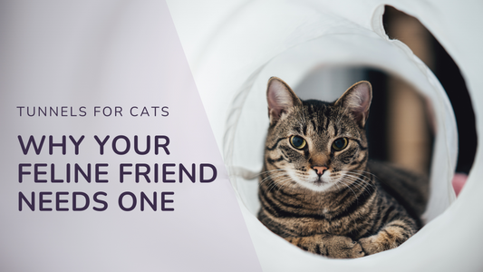 Tunnels for Cats Why Your Feline Friend Needs One
