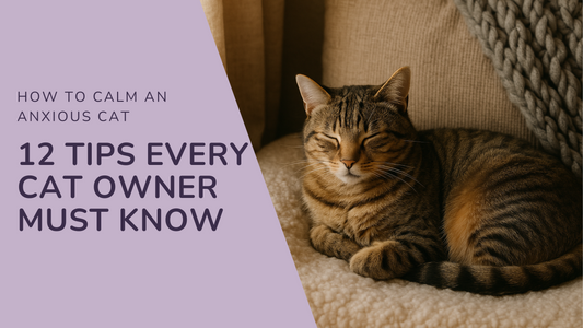 How to Calm an Anxious Cat: 12 Proven Tips Every Cat Owner Must Know