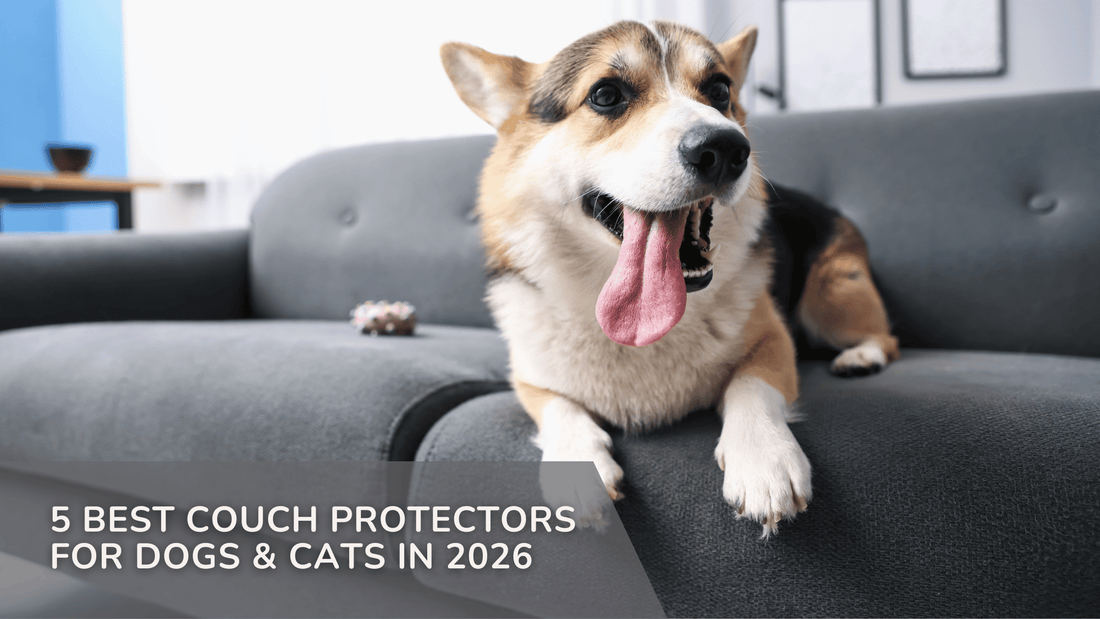 5 Best Couch Protectors for Dogs & Cats in 2026