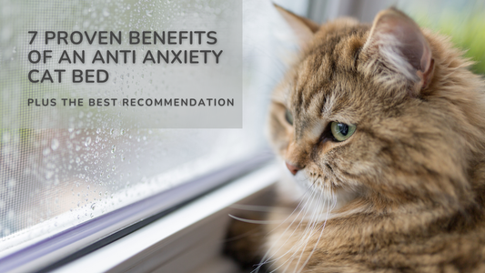 7 Proven Benefits of an Anti Anxiety Cat Bed PLUS the best recommendation