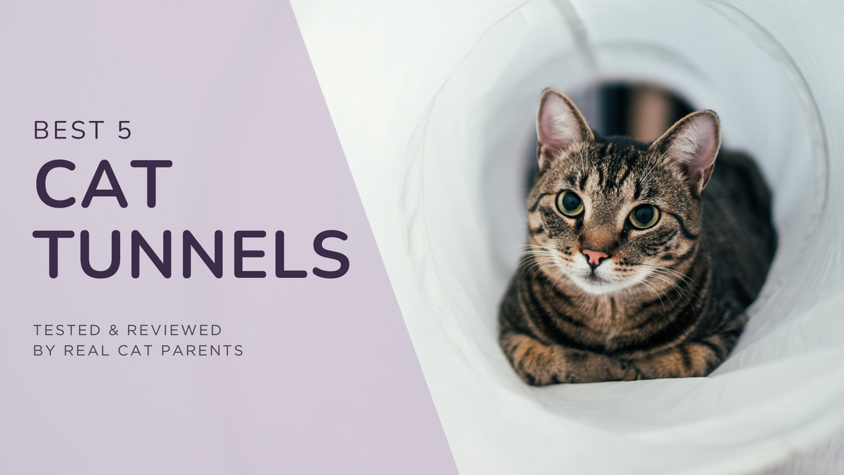 Best cat tunnels of 2026, tested and reviewed by real cat parents