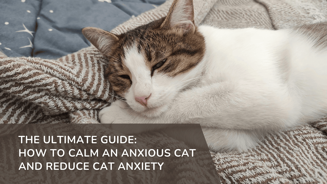 The Ultimate Guide: How to Calm an Anxious Cat and Reduce Cat Anxiety ...