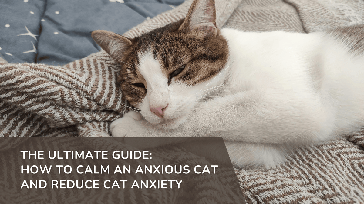 The Ultimate Guide: How to Calm an Anxious Cat and Reduce Cat Anxiety