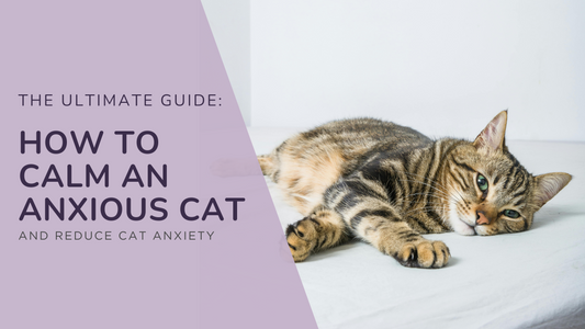 The Ultimate Guide: How to Calm an Anxious Cat and Reduce Cat Anxiety