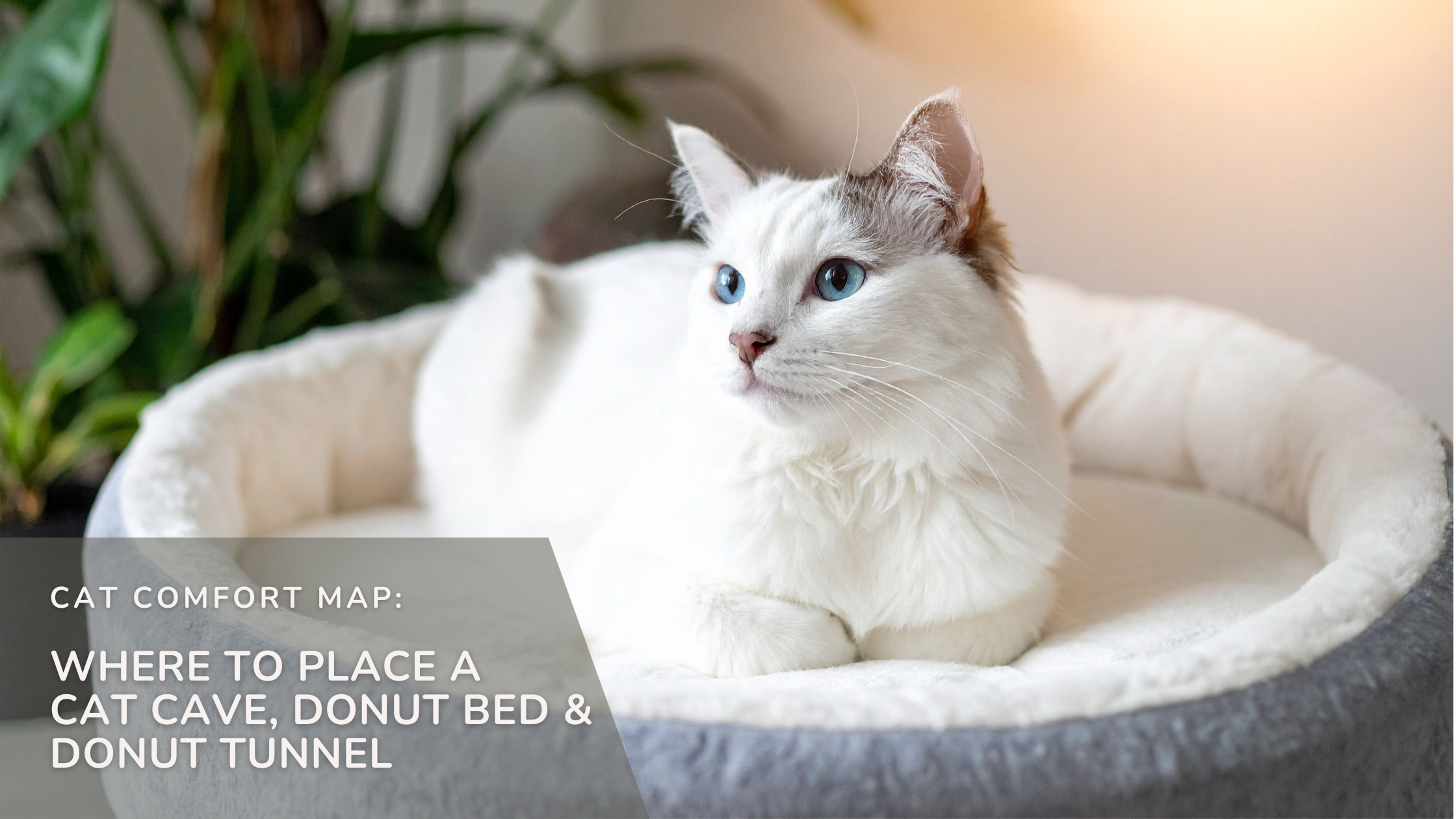 Cat Comfort Map: Where to Place a Cat Cave, Donut Bed & Donut Tunnel ...