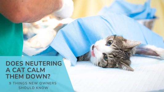 Does Neutering a Cat Calm Them Down 9 Things New Owners Should Know