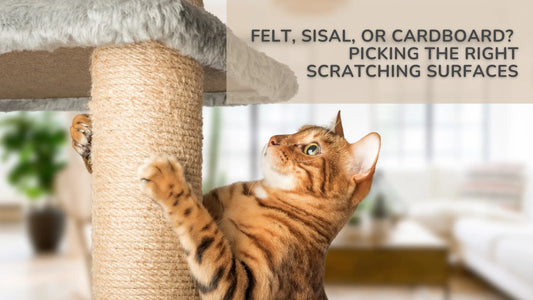 Felt, Sisal, or Cardboard Picking the Right Scratching Surfaces