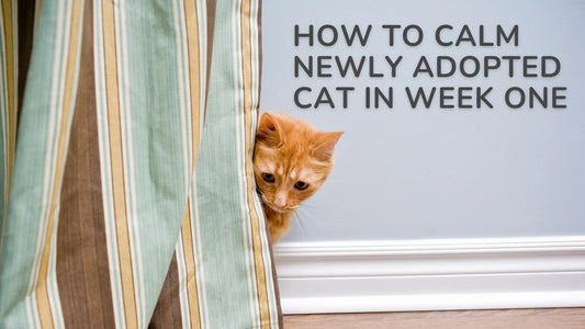 How to Calm Newly Adopted Cat in Week One
