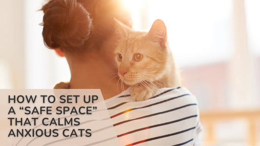 How to Set Up a “Safe Space” That Calms Anxious Cats