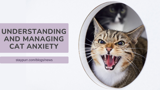 Understanding and Managing Cat Anxiety: Signs, Triggers, and Natural Solutions