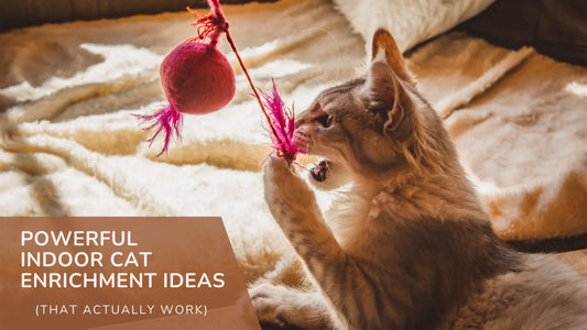 Powerful Indoor Cat Enrichment Ideas (That Actually Work)