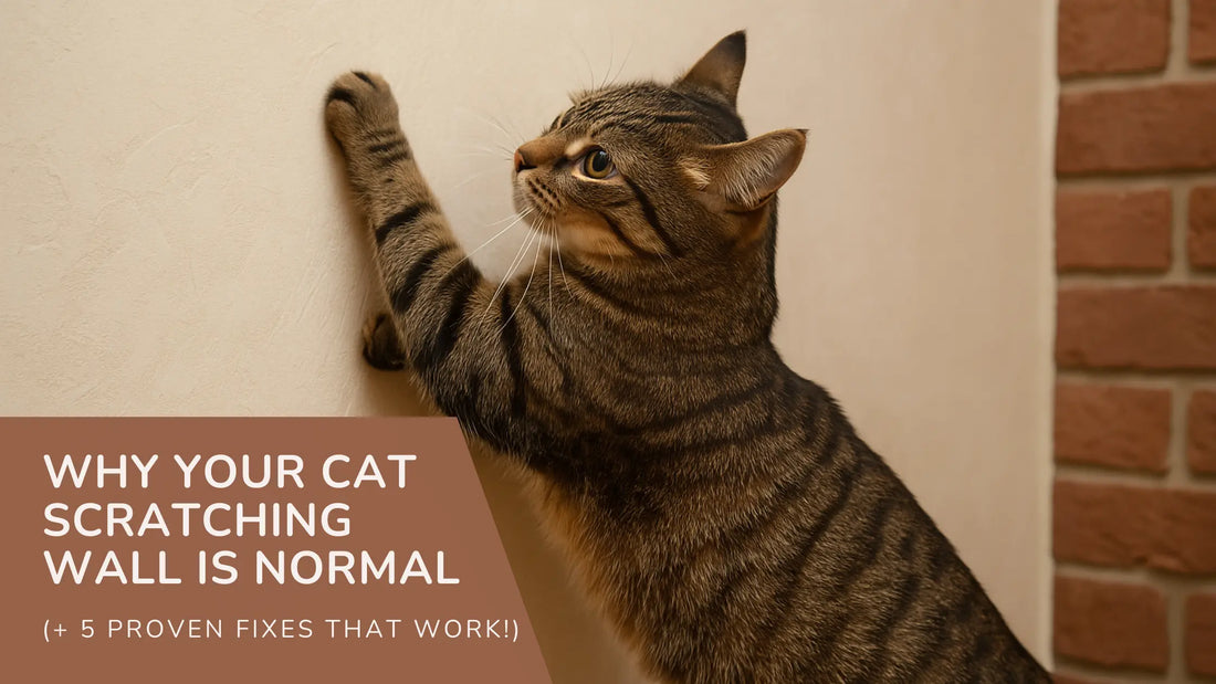 Why Your Cat Scratching Wall Is Normal by StayPurr