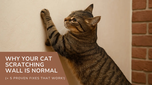 Why Your Cat Scratching Wall Is Normal by StayPurr