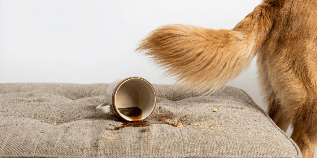 Dog next to a tipped-over cup with spilled contents on a sofa