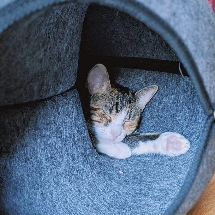 Jason's cat inside the donut tunnel
