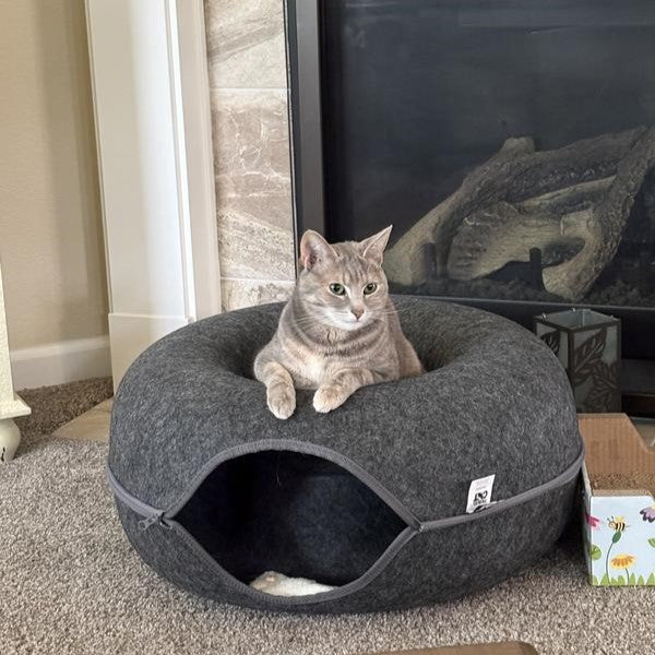 Michael's tabby cat sitting in the donut tunnel
