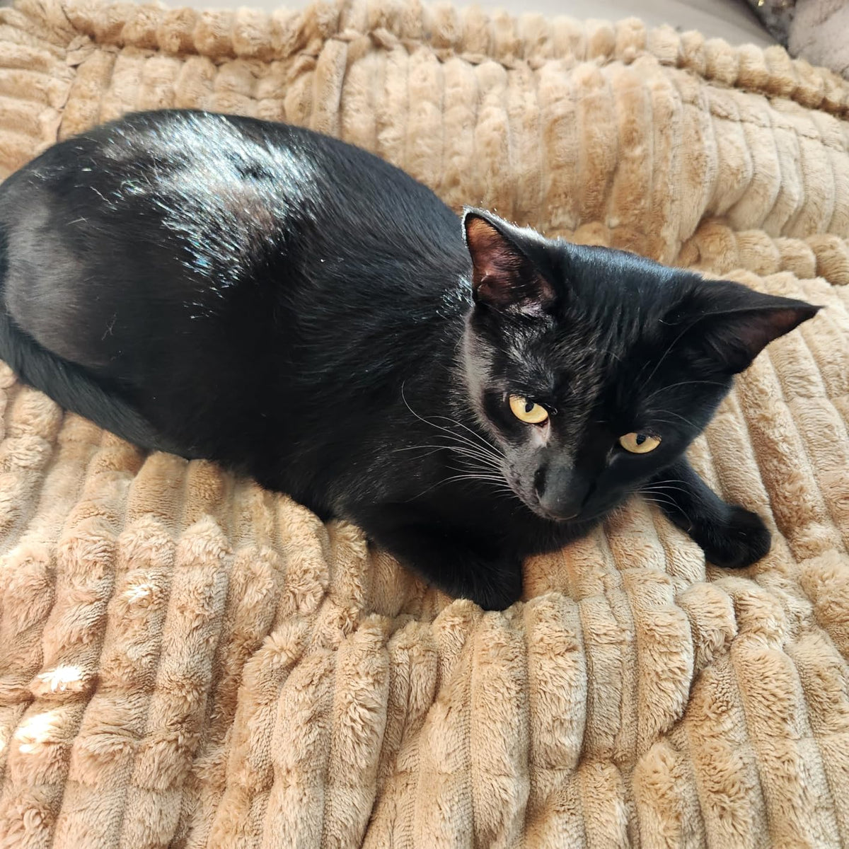 Ann's black cat lying on the cat proof couch cover